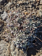 Antennaria parvifolia