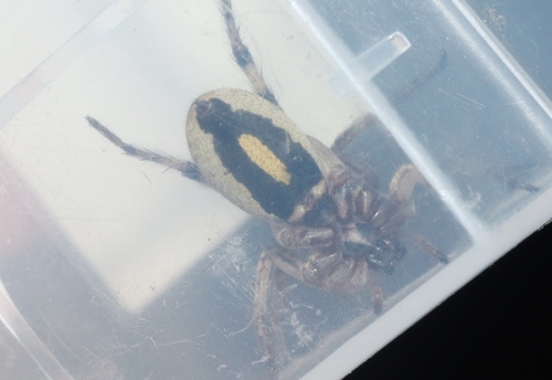 McCook's Split Wolf Spider