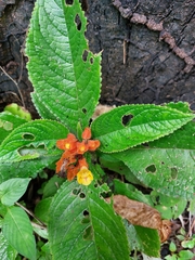 Chrysothemis pulchella