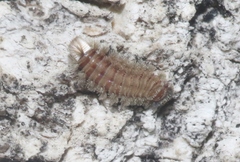 Polyxenus lagurus