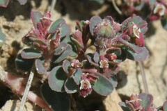 Euphorbia chamaesyce