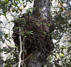 Agrobacterium radiobacter