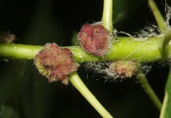 Aceria parapopuli