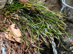 Asplenium septentrionale