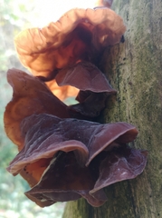 Auricularia auricula-judae