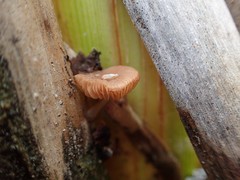 Candolleomyces typhae