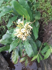 Hedychium flavescens