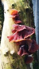 Auricularia auricula-judae