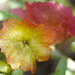 Enchylaena tomentosa × maireana turbinata - Photo (c) Ellura Sanctuary,  זכויות יוצרים חלקיות (CC BY-NC), uploaded by Ellura Sanctuary