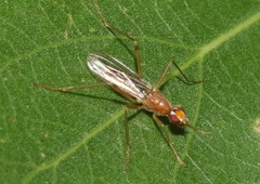 Micropezidae