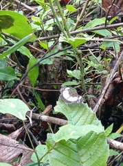 Janatella leucodesma