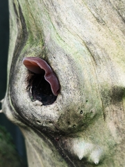 Auricularia auricula-judae