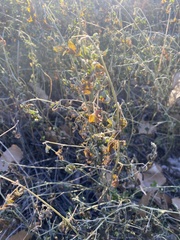 Physalis hederifolia