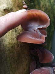 Auricularia auricula-judae