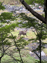 Hippocamelus bisulcus