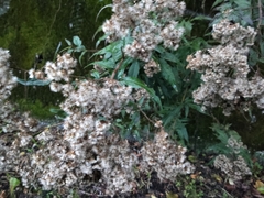 Eupatorium shimadae
