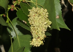 Aceria parapopuli