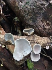 Auricularia cornea