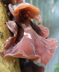 Auricularia auricula-judae