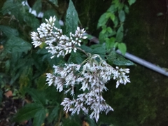 Eupatorium shimadae