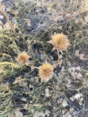 Helianthus petiolaris