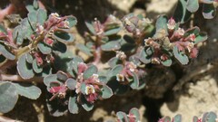 Euphorbia chamaesyce