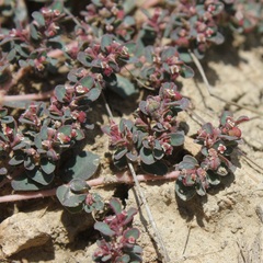 Euphorbia chamaesyce