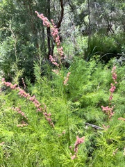 Baloskion tetraphyllum