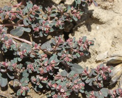 Euphorbia chamaesyce