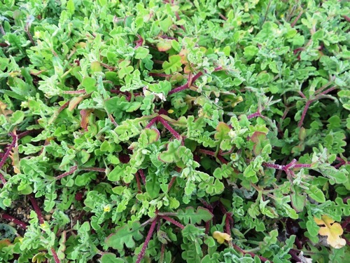 Cleretum pinnatifidum, photograph 1