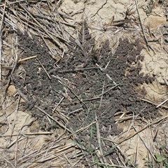 Euphorbia chamaesyce