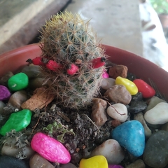 Rebutia