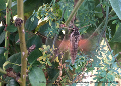 Erinnyis oenotrus