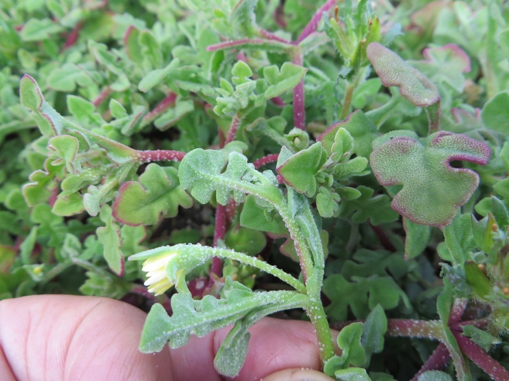 Cleretum pinnatifidum (Cleretum pinnatifidum)