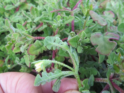 Cleretum pinnatifidum (Cleretum pinnatifidum)