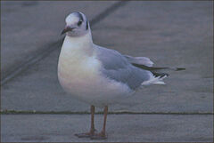 Chroicocephalus ridibundus