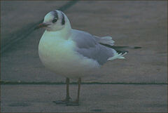 Chroicocephalus ridibundus