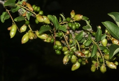 Contarinia virginianiae