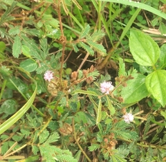 Mimosa pudica image