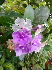 Brunfelsia pauciflora