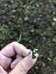 Symphyotrichum drummondii