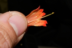 Alberta magna