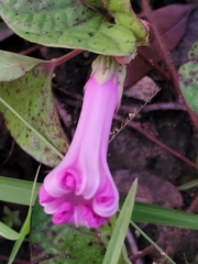 Ipomoea setifera