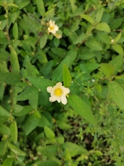 Sida rhombifolia