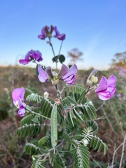 Indigofera australis