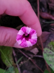 Ipomoea setifera
