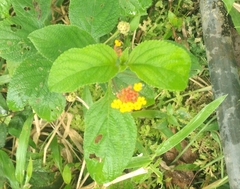 Lantana horrida