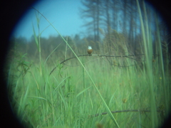 Sporophila palustris