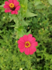 Zinnia