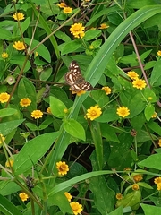 Anthanassa drusilla